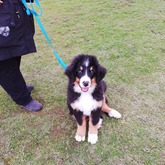 Dog Training - AdÃ©l Dog Training - Xplorioâ„¢ Bredasdorp