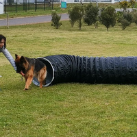 Dog Training - AdÃ©l Dog Training - Xplorioâ„¢ Bredasdorp