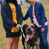 Dog Training - AdÃ©l Dog Training - Xplorioâ„¢ Bredasdorp