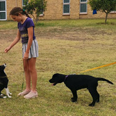 Dog Training - AdÃ©l Dog Training - Xplorioâ„¢ Bredasdorp