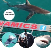 Next Marine Dynamics Shark Cage Diving Trip: 28 February 2023