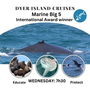Next Dyer Island Marine Big 5 Tour: 1 March 2023