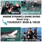 Next Marine Dynamics Shark Cage Diving Trip: 2 March 2023