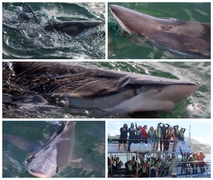 Daily Blog: 1 March 2023 | Shark Cage Diving in South Africa