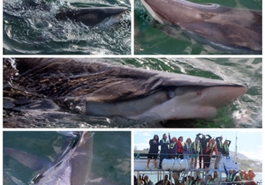 Daily Blog: 1 March 2023 | Shark Cage Diving in South Africa