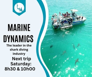 Next Marine Dynamics Shark Cage Diving Trip: 4 March 2023