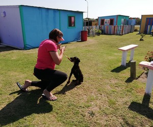 Basic Home Obedience - Level 1