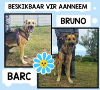 Up for Adoption:Â Bruno