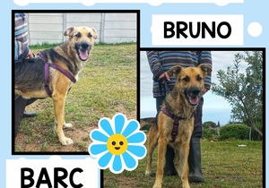 Up for Adoption:Â Bruno