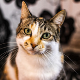 Friend in Therapy - AdÃ©l Dreyer Health and Wellness Facilitator - Xplorioâ„¢ Bredasdorp 