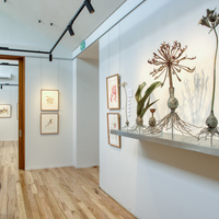 Gallery - Grootbos Florilegium - Xplorioâ„¢ Gansbaai