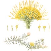 Christiaan Lochner - Leucospermum Prostratum - Grootbos Florilegium - Xplorioâ„¢ Gansbaai