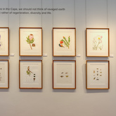 Gallery - Grootbos Florilegium - Xplorioâ„¢ Gansbaai
