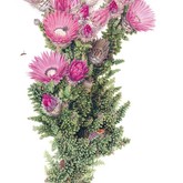 Jenny Hyde-Johnson - Phaenocoma Prolifera - Grootbos Florilegium - Xplorioâ„¢ Gansbaai