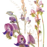 Jenny Hyde-Johnson - Disa Lugens - Grootbos Florilegium - Xplorioâ„¢ Gansbaai