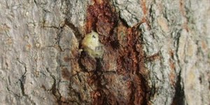 335059189_596094772379822_2939205293997939852_n_1678706369