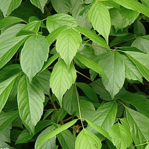 335096118_1160103788033856_7247400412141396006_n_1678706369