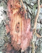 The Shot Hole Borer Beetle Is On The Move: Keep On Checking