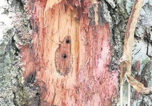 The Shot Hole Borer Beetle Is On The Move: Keep On Checking