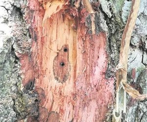 The Shot Hole Borer Beetle Is On The Move: Keep On Checking