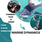 Next Marine Dynamics Shark Cage Diving Trip: 14 March 2023