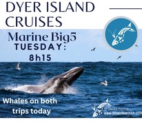 Next Dyer Island Marine Big 5 Tour: 14 March 2023
