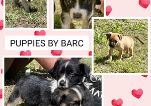 Puppies for Adoption