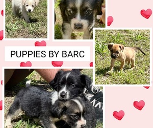 Puppies for Adoption