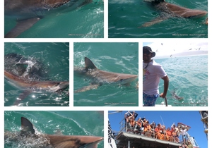 Daily Blog: 14 March 2023 | Shark Cage Diving in South Africa