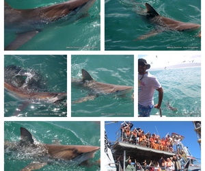 Daily Blog: 14 March 2023 | Shark Cage Diving in South Africa