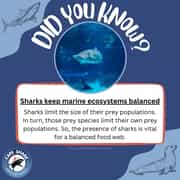 Sharks Keep Marine Ecosystems Balanced