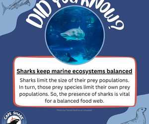 Sharks Keep Marine Ecosystems Balanced