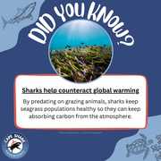 Sharks Help Counteract Global Warming