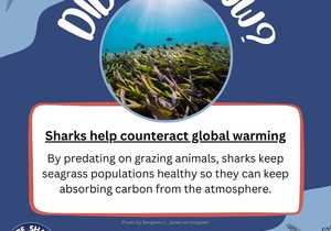 Sharks Help Counteract Global Warming