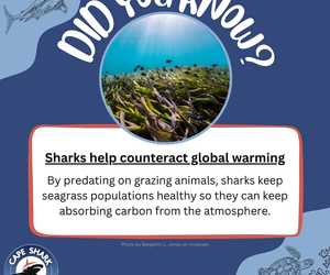 Sharks Help Counteract Global Warming