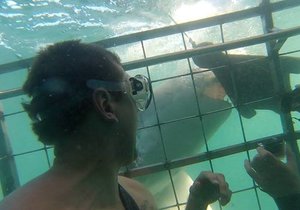 Next Marine Dynamics Shark Cage Diving Trip: 18 March 2023