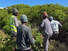 Cutting Firebreaks and UpcomingÂ Cleanup