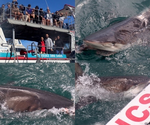 Daily Blog: 22 March 2023 | Shark Cage Diving in South Africa