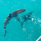Shark Cage Diving - White Shark Projects - Xplorioâ„¢ Gansbaai