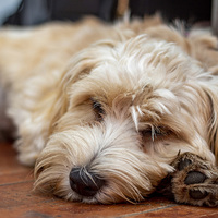 Pet-Friendly Restaurant - Eileen's Seafood Paradise - Xplorioâ„¢ Gansbaai