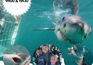 Next Marine Dynamics Shark Cage Diving Trip: 29 March 2023