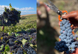 Raka harvested the last grapes of the season!