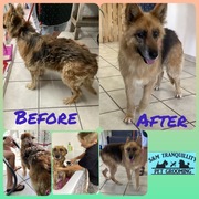 Up for Adoption:Â Coco