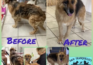 Up for Adoption:Â Coco