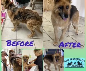 Up for Adoption:Â Coco