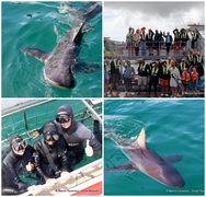 Daily Blog: 28 March 2023 | Shark Cage Diving in South Africa