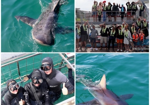 Daily Blog: 28 March 2023 | Shark Cage Diving in South Africa