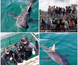 Daily Blog: 28 March 2023 | Shark Cage Diving in South Africa