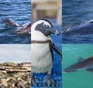 Next Dyer Island Marine Big 5 Tour: 30 March 2023