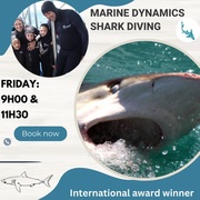 Next Marine Dynamics Shark Cage Diving Trip: 31 March 2023